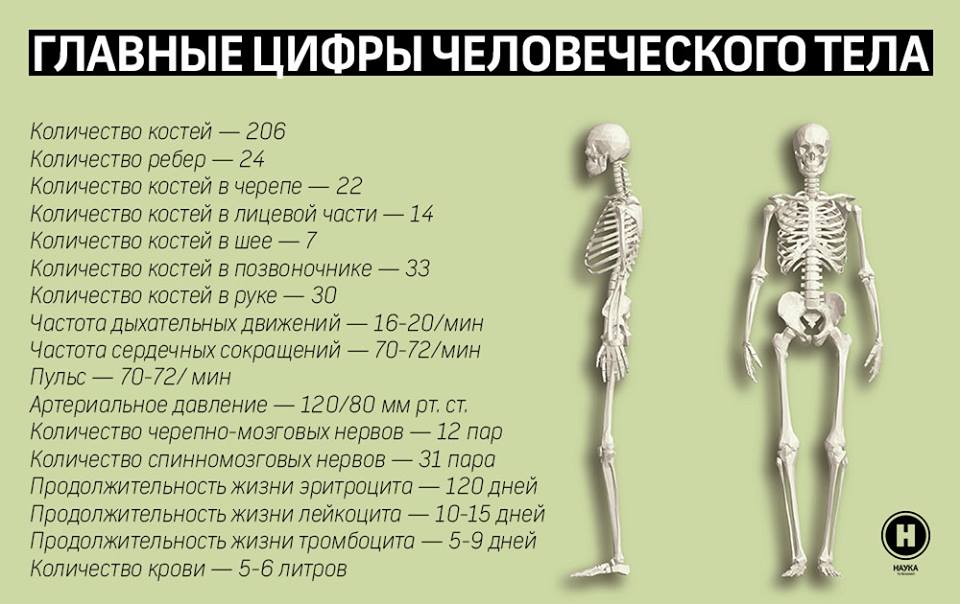 Главные цифры человеческого тела